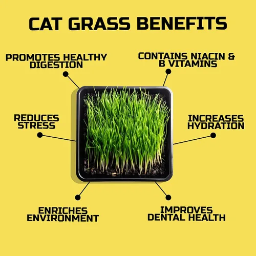 Vista 6 de CATGRASS Semillas Sin OGM Cultivadas en Estados Unidos desde nuestra granja hasta tu hogar (1 libra (16 onzas)