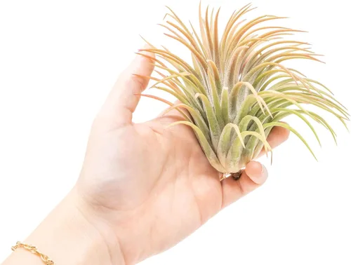 Vista 2 de Air Plant Shop Paquete de 5 XL Tillandsia Ionantha Rubra - Venta al por mayor y a granel - Suculentas - Tillandsia viva - Plantas
