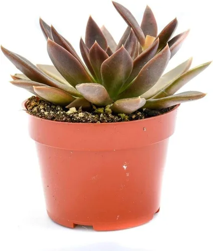 Vista 15 de Planta suculenta Echeveria viva - Suculenta Echeveria de 4 pulgadas con raíces completas (Echeveria Benitsukasa)