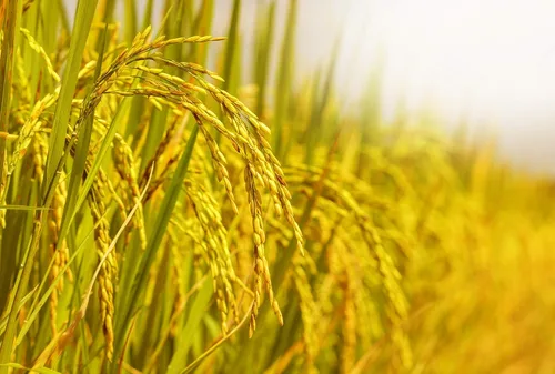 Vista 6 de Food to Live Arborio italiano orgánico, 1 libra sin OMG, variedad de arroz blanco de grano corto, superfino, vegano, kosher, a granel. Textura