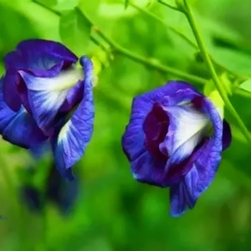 Vista 2 de Semillas de flor de guisante de mariposa para plantar, 35 semillas de Clitoria mixtas, semillas de clitoria sin OMG para jardín ornamental, bonsái