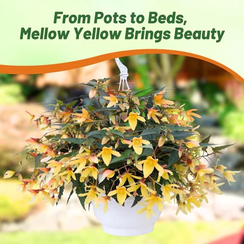 Vista 6 de Outsidepride Melow - Semillas de begonia amarilla Groovy para plantar, 10 semillas de flores perennes con flores grandes, hábito de crecimiento
