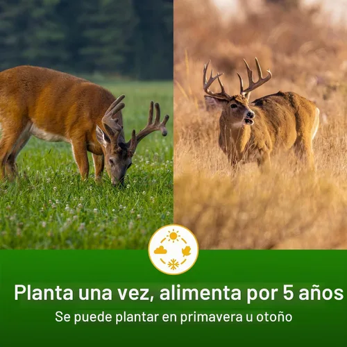 Vista 4 de Semillas de parcela de alimentos de alfalfa + trébol para ciervos [perennes] – Semillas de parcela de alimentos perennes – Mezcla de semillas