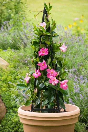 Vista 3 de SPRING HILL NURSERIES - Metropolitan Folding Tuteur - Añadir un punto focal interesante que es funcional!