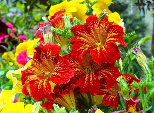 Vista 7 de Semillas Salpiglossis Seed Mix 800+ Semillas para Plantar Lengua Pintada Terciopelo Trompeta Flor Anual Flor