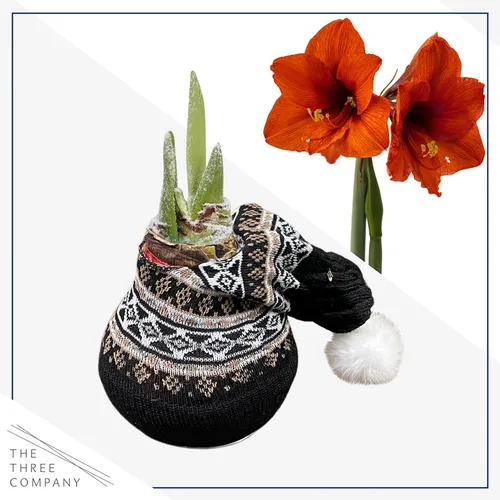 Vista 4 de Bombilla de amarilis encerada, suéter negro decorativo, flores rojas, fácil cuidado, no necesita riego