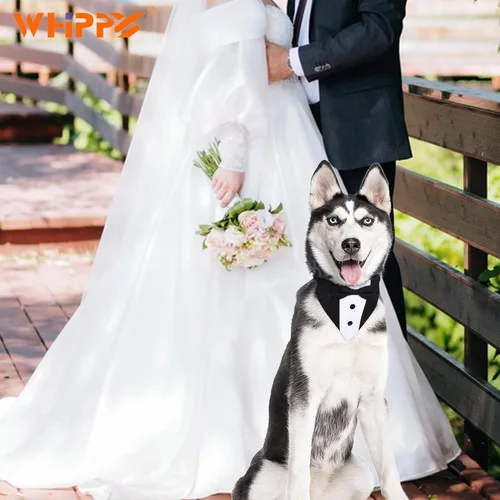 Vista 2 de Collar tipo bandana de esmoquin con pajarita para mascotas, disfraz formal de boda, disfraz formal de compromiso, cumpleaños, traje de mascotas