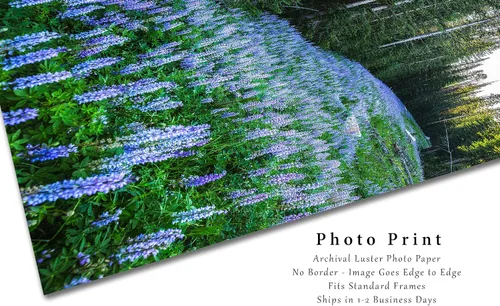 Vista 2 de Impresión de fotografía de las Montañas Rocosas (no enmarcado) Imagen vertical de altramuz morado en bosque de pinos en Montana Wildflower Wall Art