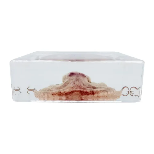 Vista 3 de Muestras de pulpo reales en manualidades de pisapapeles de resina, colección de taxidermia de animales para educación científica y adorno