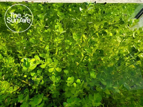 Vista 6 de Bacopa Monnieri - Planta de acuario vivo de agua dulce fácil con raíces (más de 7 tallos)