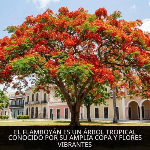 Vista 6 de 20 Royal Poinciana Seeds Delonix Regia Flame Tree Seeds
