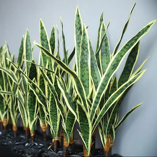 Vista 6 de Beebel 4 plantas artificiales Sansevieria de 30 pulgadas, plantas de serpiente, vegetación de plástico, planta de agave sintética perfecta