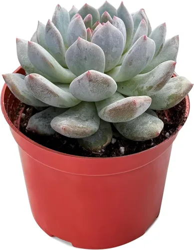 Vista 13 de Plantas suculentas vivas (Cotyledon Orbiculata cv. Long Leaf Variegated), suculentas en maceta de fácil cuidado, aproximadamente 4" de diámetro x 4