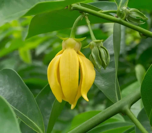 Vista 3 de Artabotrys hexapetalus Trepadora Ylang Ylang Vine Cola Uva 5_Seeds