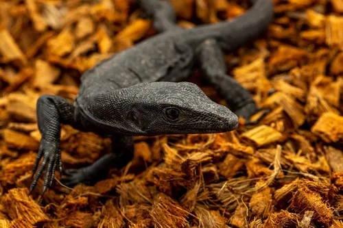 Vista 6 de ReptiChip - Sustrato de reptil con chips de coco de 72 cuartos de galón de capacidad, bloque de cáscara de coco orgánico comprimido para hábitat