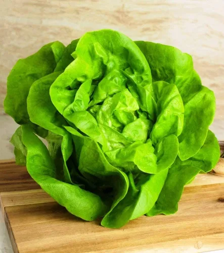 Vista 3 de Seeds May Queen Butterhead Lechuga sin OMG reliquia