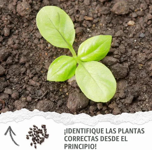 Vista 5 de Seed Needs Semillas de albahaca italiana para plantar hierbas tradicionales sin OMG, 1 paquete