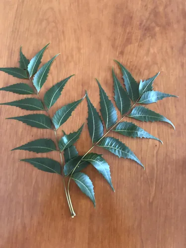 Vista 6 de Hojas frescas de neem (50) Margosa, Azadirachta Indica, lila india, nim, el nimbo de la India Uso de té sin cafeína Remedio herbario