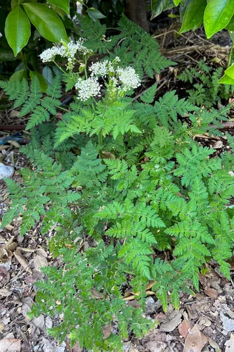 Vista 6 de Plant Good Seed Sweet Cicely Seeds - Paquete de 20 semillas tradicionales para plantar flores, suministros de jardinería, jardín de hierbas, flores