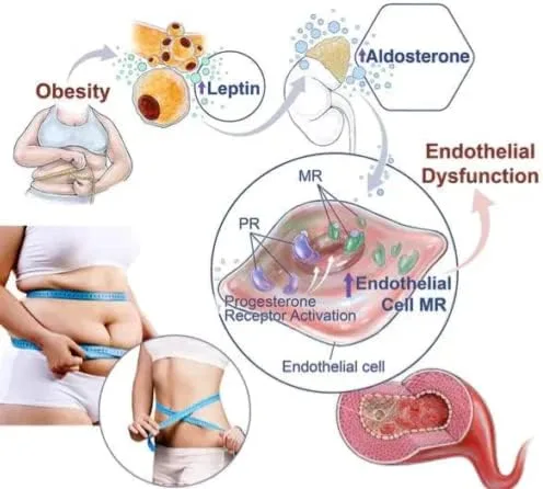 Vista 6 de BEROZA Prettyhealth - Brasier de levantamiento potente para desintoxicación linfática, moldeador y levantamiento potente, brasier de turmalina