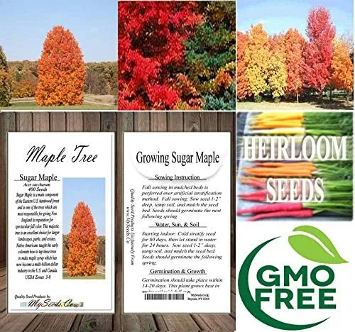Vista 7 de Semillas para árbol de pino sin transgénicos de MySeeds.Co
