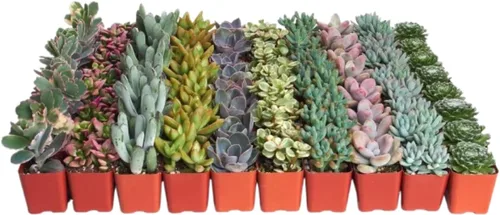 Vista 9 de 4 plantitas, de Shop Succulents, colección variada, tonos pastel, paquete de de 4