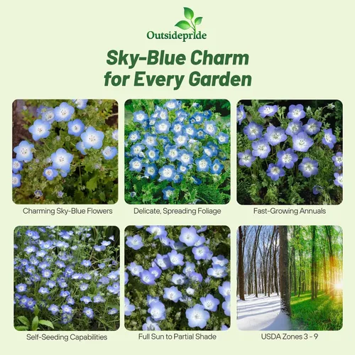 Vista 2 de Outsidepride Nemophila Baby Blue Eyes - Semillas anuales de flores silvestres de crecimiento rápido, resistentes y autosembradas para plantar flores