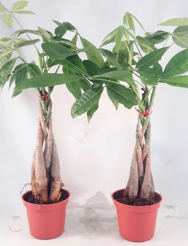 Vista 2 de Dos árboles de dinero, 5 plantas trenzadas en árbol de Pachira - Único de jmbamboo