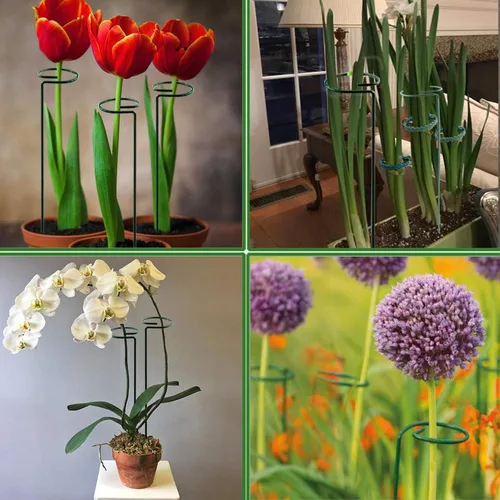 Vista 5 de Soporte de estaca para plantas, paquete de 6, anillos de soporte de jaula de plantas de un solo tallo para jardín, estacas de soporte para plantas