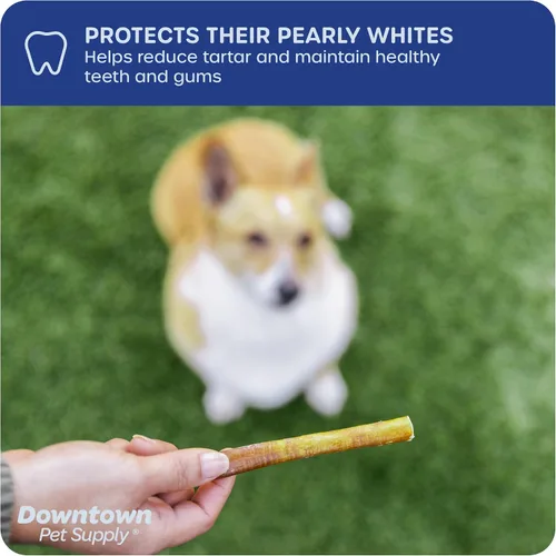 Vista 6 de Downtown Pet Supply Thin Junior Bully Sticks (6 pulgadas – 1/2 libra) – Palitos de matón para perros pequeños y cachorros – Un solo ingrediente