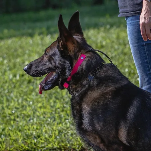 Vista 6 de SparkDog - Correa de repuesto impermeable de ajuste rápido de 3/4 pulgadas de alta flexibilidad, compatible con tecnologías SportDOG, Garmin, Dogtra