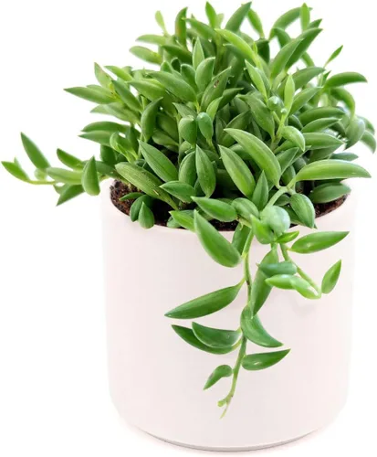 Vista 6 de Senecio String of Bananas Succulent a la venta (2 pulgadas + maceta de arcilla) - Guía de cuidado