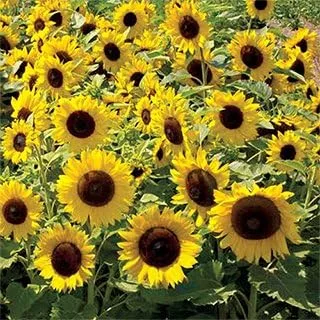 Vista 8 de Semillas de girasol enano sin OMG 3,500 semillas (1 libra)