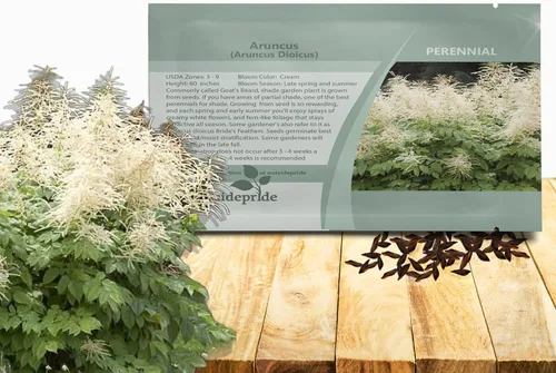 Vista 8 de Outsidepride Noble Spirits - Semillas de flores de aruncus – 500 piezas de semillas de helecho perennes, resistentes a la sombra, amantes