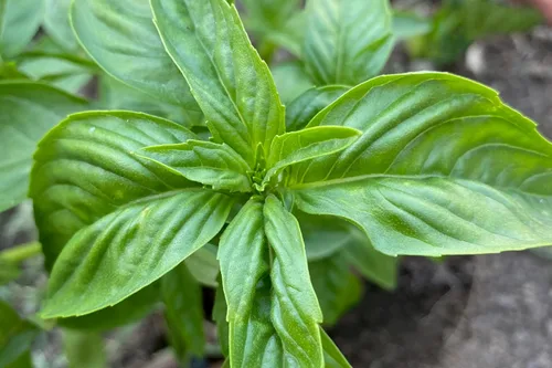 Vista 3 de Plant Good Seed Semillas de albahaca de hojas grandes italianas orgánicas para plantar: hierba culinaria, hojas verdes - Paquete de 200 semillas