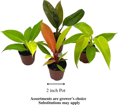 Vista 5 de BubbleBlooms Philodendron Surtido Set, macetas de 2 pulgadas, 4 diferentes plantas de casa imperiales Philo