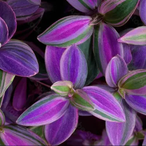 Vista 2 de 2 plantas vivas judías errantes de Tradescantia púrpura