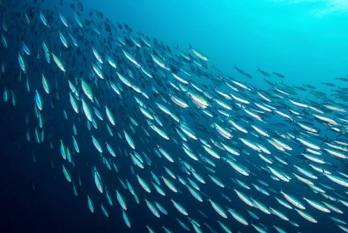 Vista 6 de Season Peppered Kipper Snacks – Filetes de arenque deshuesados, ahumados naturalmente, capturados en la naturaleza, aperitivos keto, sin OMG