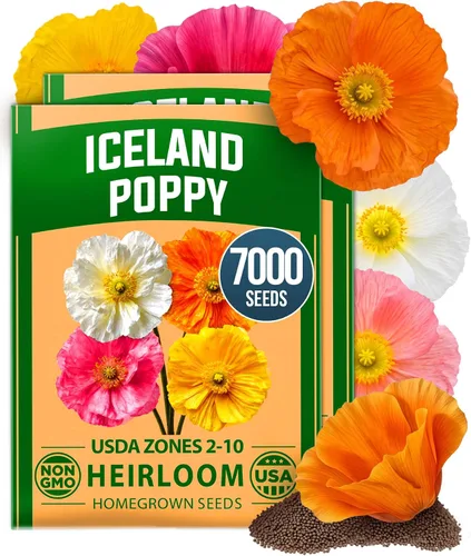Vista 47 de HOME GROWN Semillas de Hollyhock de doble mezcla de Chater, 200 semillas