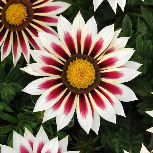 Vista 8 de New Day Series Gazania Pink Shades ~25 semillas (revestidas) – Gazania splendens – Flor anual – Tolerante a la sequía – Flores de 3 – 4 pulgadas