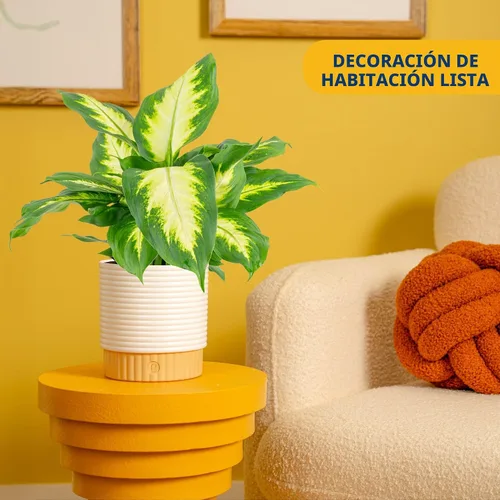 Vista 2 de Costa Farms Dieffenbachia, planta de interior viva, fácil cuidado Maceta de jardín
