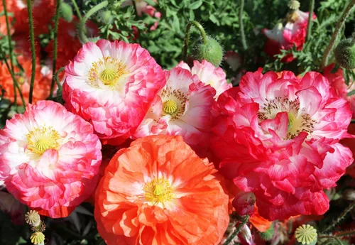 Vista 3 de Flores perennes de Papaver de mezcla de amapola oriental para plantar