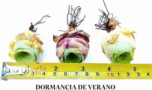 Vista 3 de Two Greenovia Mix - Mountain Rose - Planta suculenta exótica viva - Paquete de 2 (pequeño)