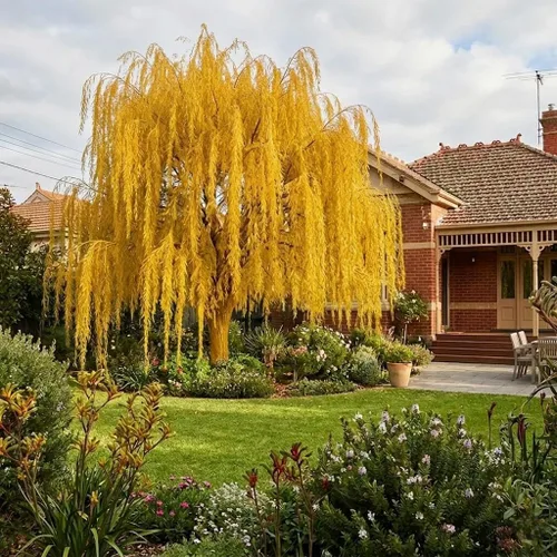 Vista 5 de Semillas de sauce llorón (Salix babylonica) para plantar, árbol caducifolio perenne con ramas lloronas elegantes, hábito amante del agua, ideal