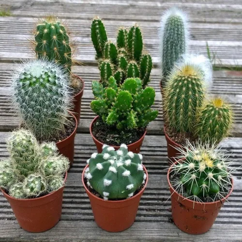 Vista 2 de Cactus/suculenta ornamental exótica mezcla interior orgánica sin OMG