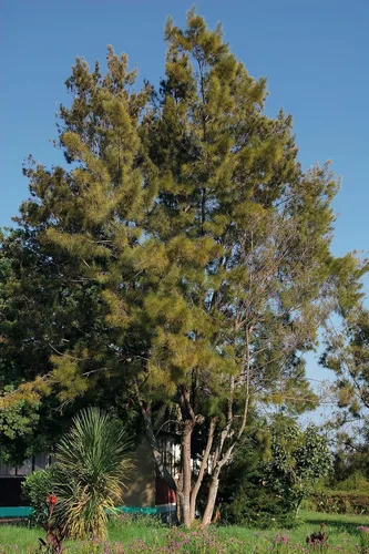Vista 6 de Pine Tree Australian River Semillas Premium Casuarina cunninghamiana Plants'® (Semillas premium, 10)