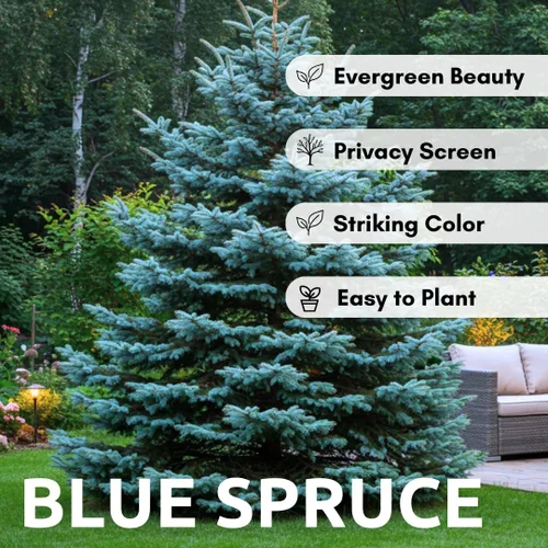 Vista 2 de 100 semillas de abeto azul para plantar Abeto azul de Colorado, Picea pungens glauca Árboles atractivos para privacidad o paisajismo
