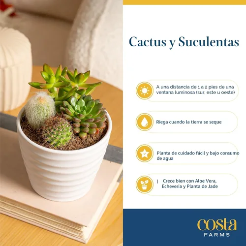 Vista 6 de Costa Farms Mini suculentas, planta de interior viva, fácil cuidado Macetas suculentas