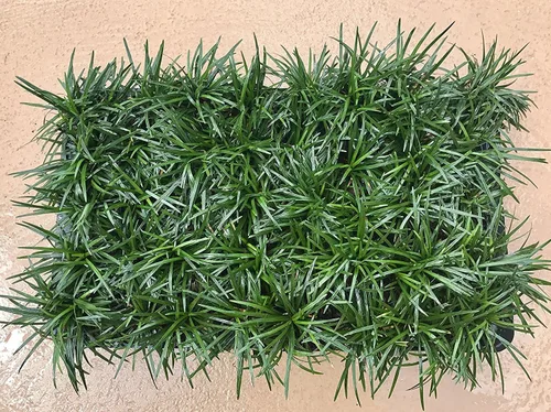Vista 2 de Hierba mondo enana 72 plantas vivas Ophiopogon Japonicus Nanus Cubierta de suelo de hoja perenne amante de la sombra