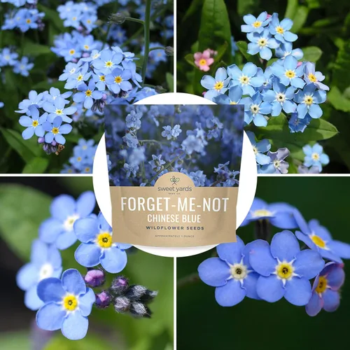 Vista 9 de Chinese Forget Me Not Wildflower Seeds - Paquete a granel de 1 onza - Más de 5,500 semillas polinizadas abiertas - Blue Cynoglossum amabile